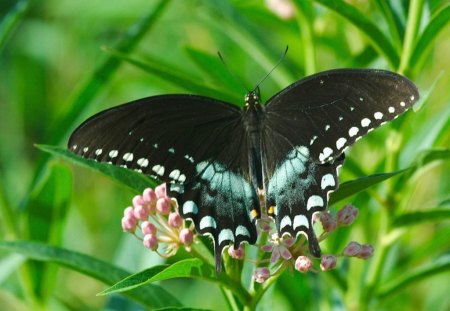 Beautiful Butterfly - butterfly, picture, cool, beautiful