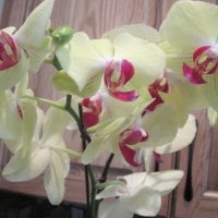 Orchids plant