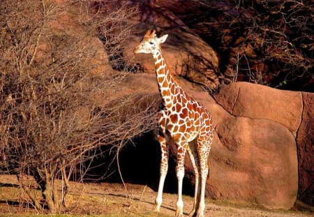 Little Giraffe - cute, little, picture, giraffe