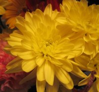 Bouquet of yellow flowers