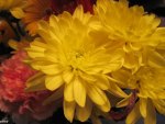 Bouquet of yellow flowers