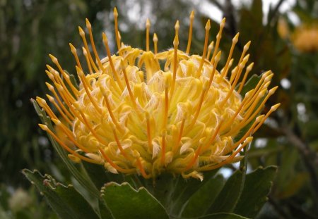 Protea Flower - picture, protea, flower, beautiful