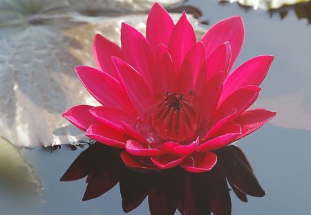 Pink Waterlily - picture, pink, waterlily, beautiful