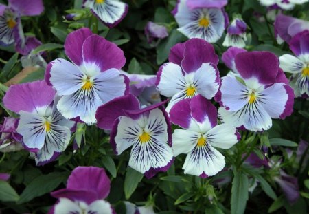 Pansy Flowers - flowers, pansy, picture, beautiful