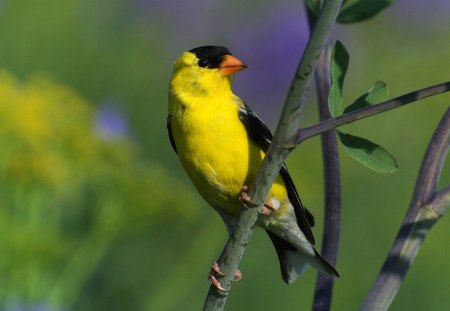 Yellow Bird - yellow, cool, bird, picture