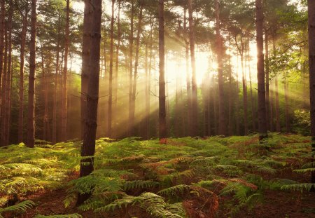 Beautiful Forest - nature, beautiful, green, forest, tree, sun, sky