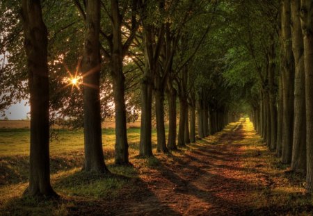 Beautiful View - sky, forest, road, view, beautiful, trees, nature, sun