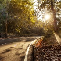 Beautiful Road