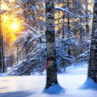 snowy forest