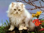 Cat in Spring