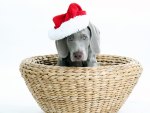 Santa's puppy