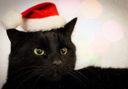 Christmas Black Cat - black cat, photography, cat, christmas, santa, snowflake, cute, adorable, kitty