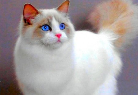 Beautiful Cat