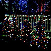 Christmas Trees in a Row