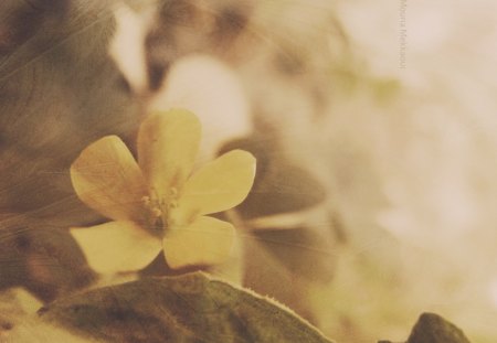 waiting in vain. - nature, macro, vintage, soft, flower