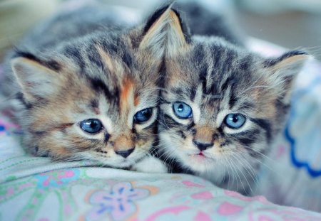 Cats - beauty, cat face, hat, cat, kitty, animals, lovely, kitten, paws, face, pretty, cats, beautiful, sweet, cute