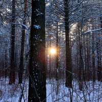 sun in the winter forest