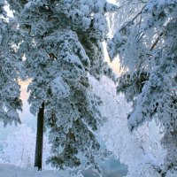 snow covered trees