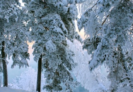 snow covered trees - winter, covered, trees, snow