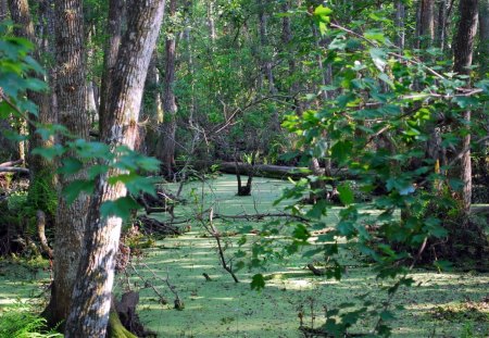 river was covered with green - covered, river, green, was