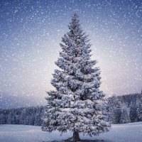 tree decorated by snow