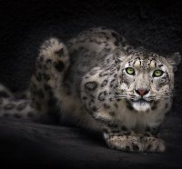 snow leopard