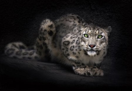 snow leopard - leopard, cat, snow, wild