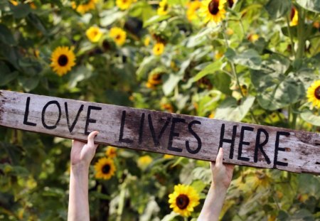 LOVE LIVES HERE - sunflower, wood, love, message, hand, flowers, words