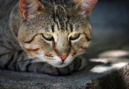 Cat - paws, face, pretty, cute, animals, beauty, beautiful, sweet, cat, kitty, cats, kitten, hat, lovely, cat face