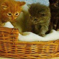 Kittens in a basket