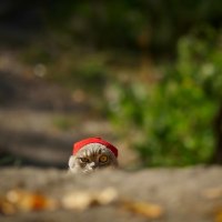 Christmas cat