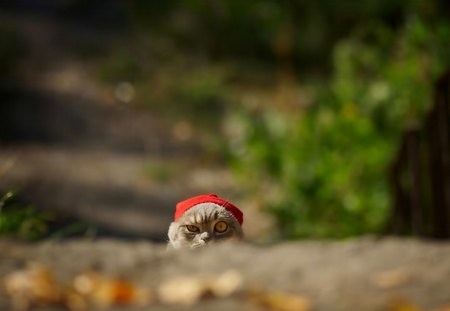 Christmas cat - paws, face, pretty, cute, animals, beauty, beautiful, sweet, cat, kitty, cats, kitten, hat, lovely, cat face