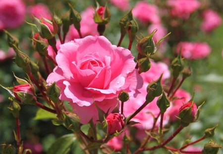 Rose - flowers, pink, nature, rose