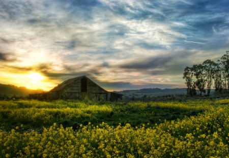 Cottage - clouds, trees, fields, beautiful, sunrise, yellow flowers, architecture, flowers, colorful, nature, houses, cottage, sky