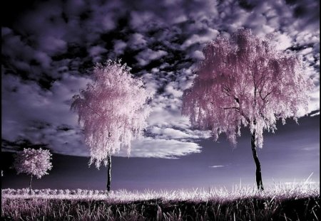 Pink Trees - picture, trees, cool, pink, mixed