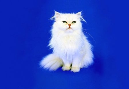 White Cat - white, picture, cute, cat