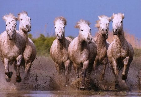 Running Horses - horses, picture, running, cool