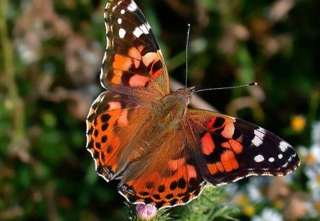 Beautiful Butterfly - butterfly, picture, cool, beautiful