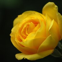 Yellow Rose