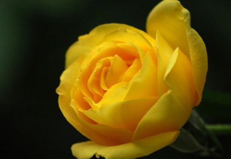 Yellow Rose - rose, yellow, picture, beautiful