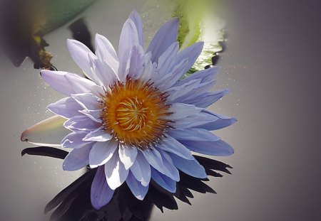 Waterlily - white, picture, cool, waterlily