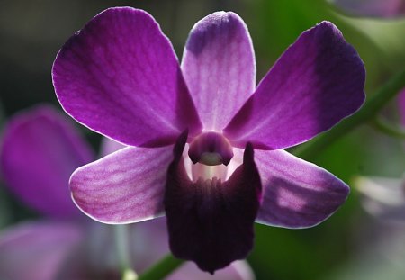 Orchid - orchid, flower, picture, cool