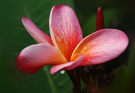 Plumeria - picture, cool, plumeria, flower