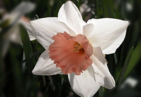 Daffodil - picture, daffodil, flower, beautiful