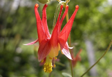 Columbine - columbine, picture, cool, red