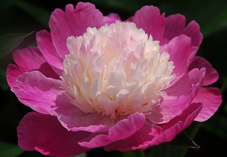 Peony Flower - peony, picture, flower, beautiful