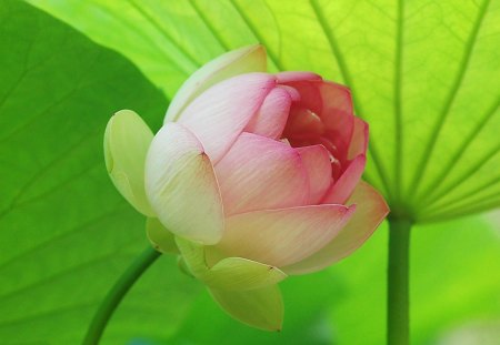 Lotus-Pink - picture, lotus, cool, pink