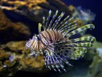 Lion Fish