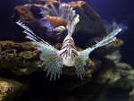 Lion Fish