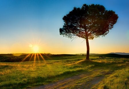 Beautiful View - nature, blue, beautiful, view, road, tree, sun, sky